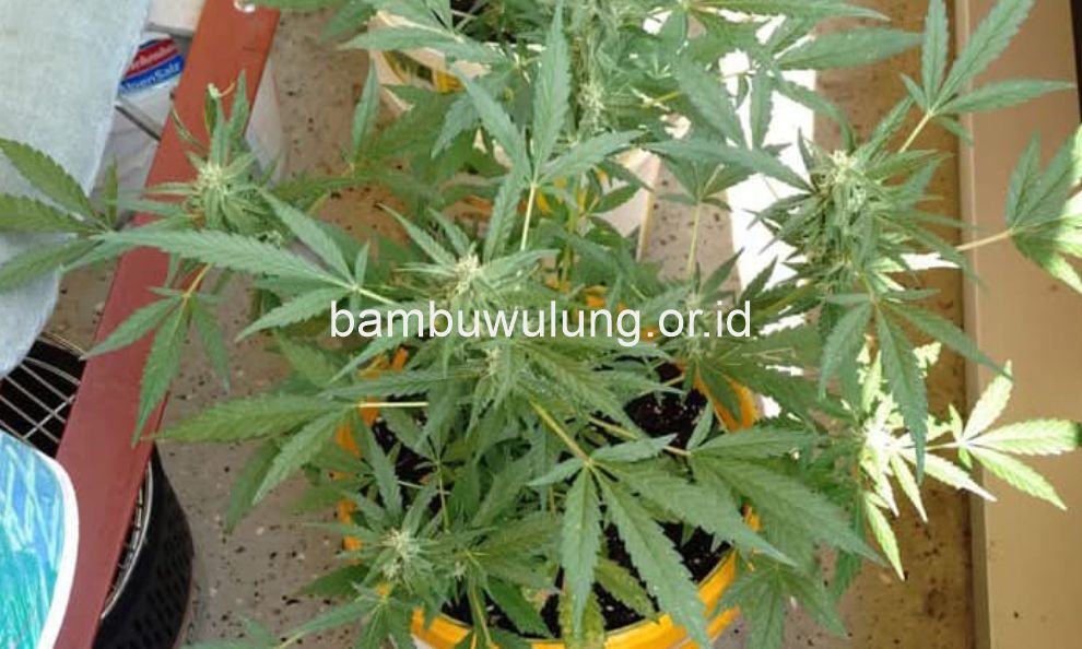 Sejarah Panjang Tanaman Ganja